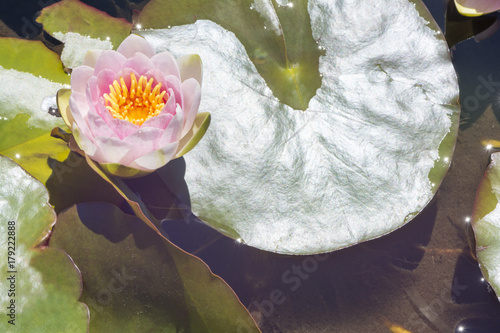 Fototapeta Naklejka Na Ścianę i Meble -  One Nymphaea 'Mrs Richmond' Waterlily with Lily Pads