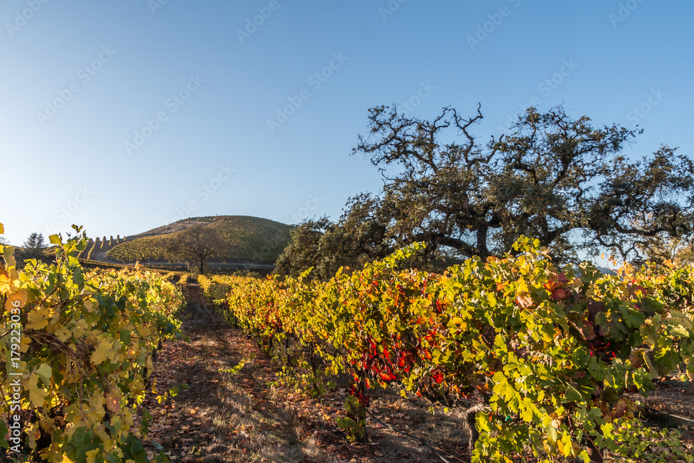 Rows of vineyards in fall colors. An oak tree and hills with rows of vines in a vineyard is in the background.