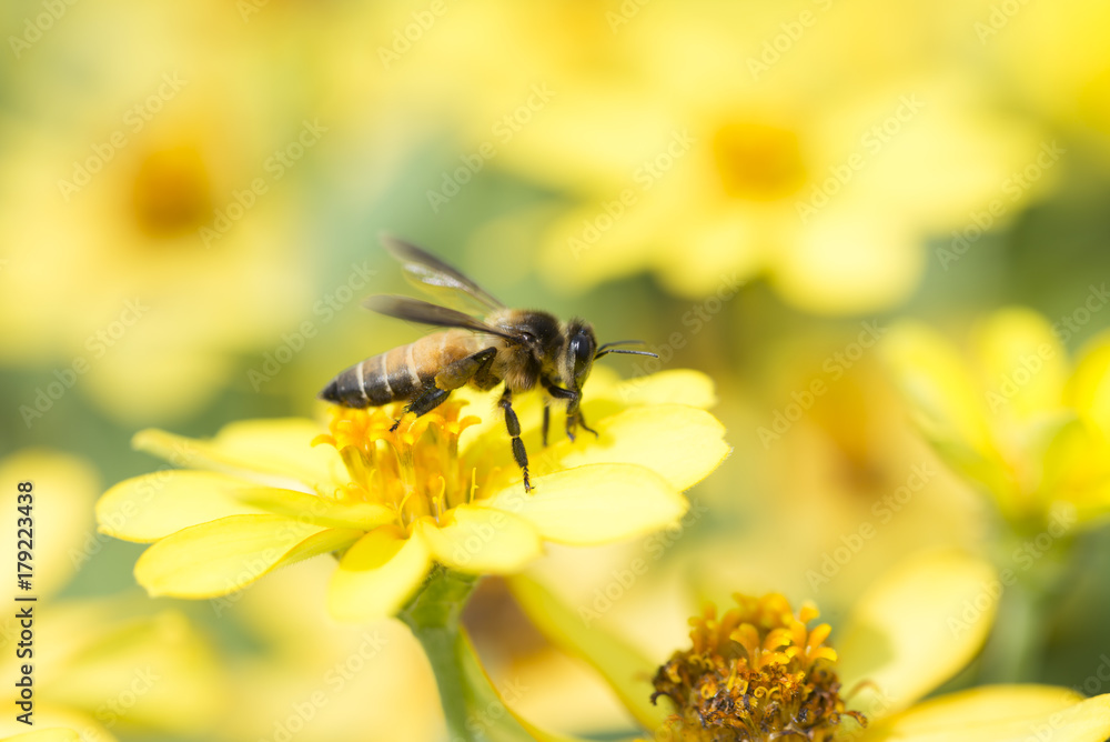 Honey bee swarming on yellow flowers. Honey bee swarming on yellow flowers.