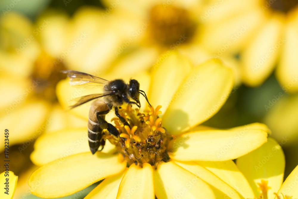 Honey bee swarming on yellow flowers. Honey bee swarming on yellow flowers.