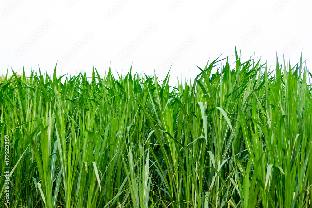 Green leaf grass Green leaf grass