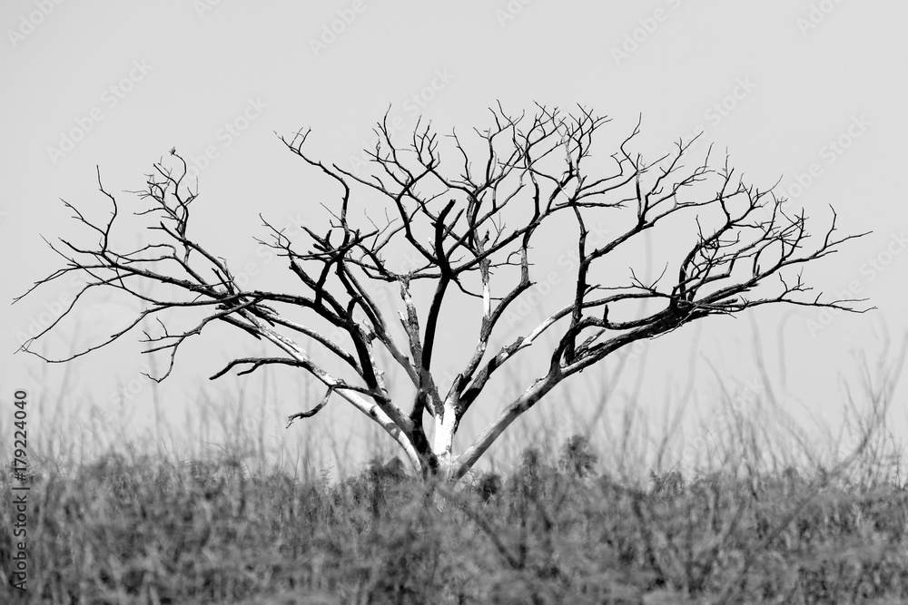 Obraz premium death tree