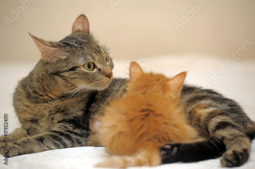 mom cat feeds the kitten photo