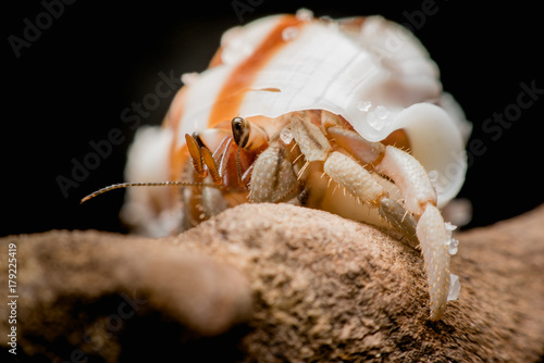 Land hermit crabs, Coenobita, hermit crabs photo