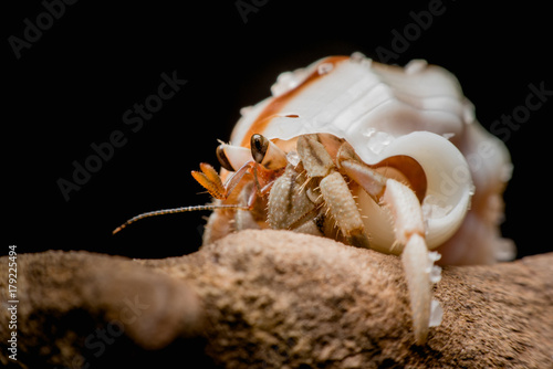 Fotografia, Obraz Land hermit crabs, Coenobita, hermit crabs