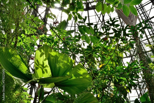 夢の島熱帯植物館 草花