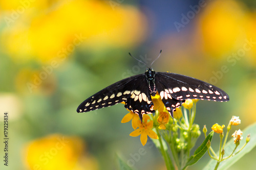 Magnificent Black Swallowtail or Papilio polyxenes Butterfly with wings unfurled on a grouping of orange flowers. photo