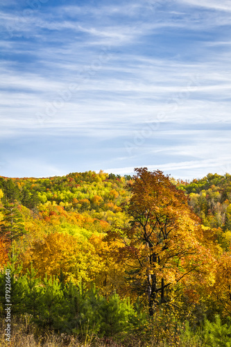 Fototapeta Naklejka Na Ścianę i Meble -  Top view of a beautiful colorful autumn forest.
