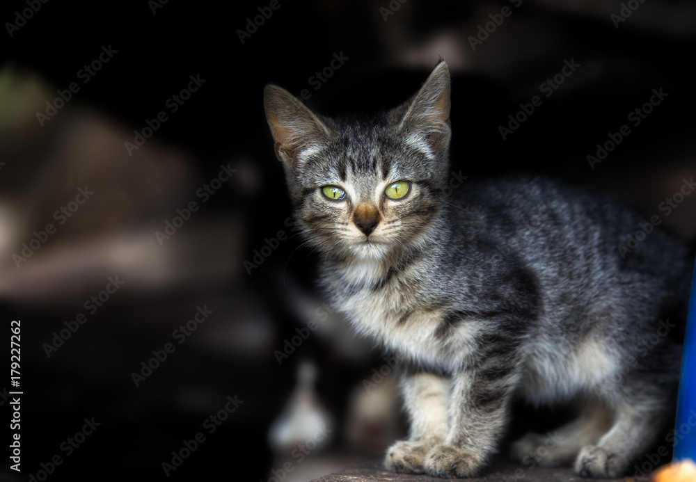 A gray and white kitten with one damaged eye sitting on old weathered wooden boards