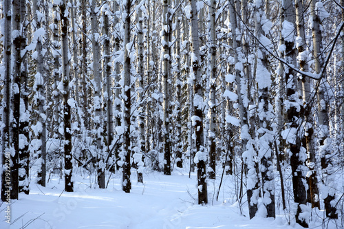 In the winter forest among the snow-covered trees at the evening time.