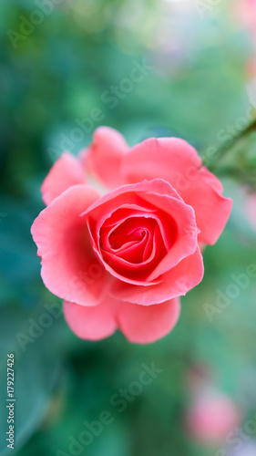 Red rose and rose petals on wooden table, Valentine's day, isolated background.