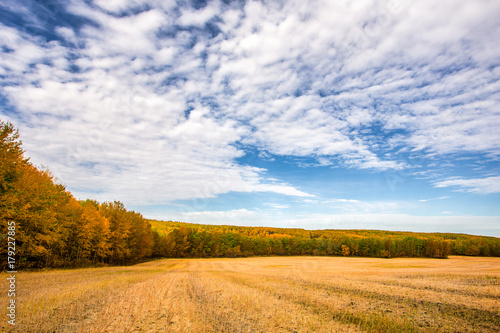 A harvested golden field surrounded by a thick stand forest of trees under cloudy morning sky in a deserted countryside landscape