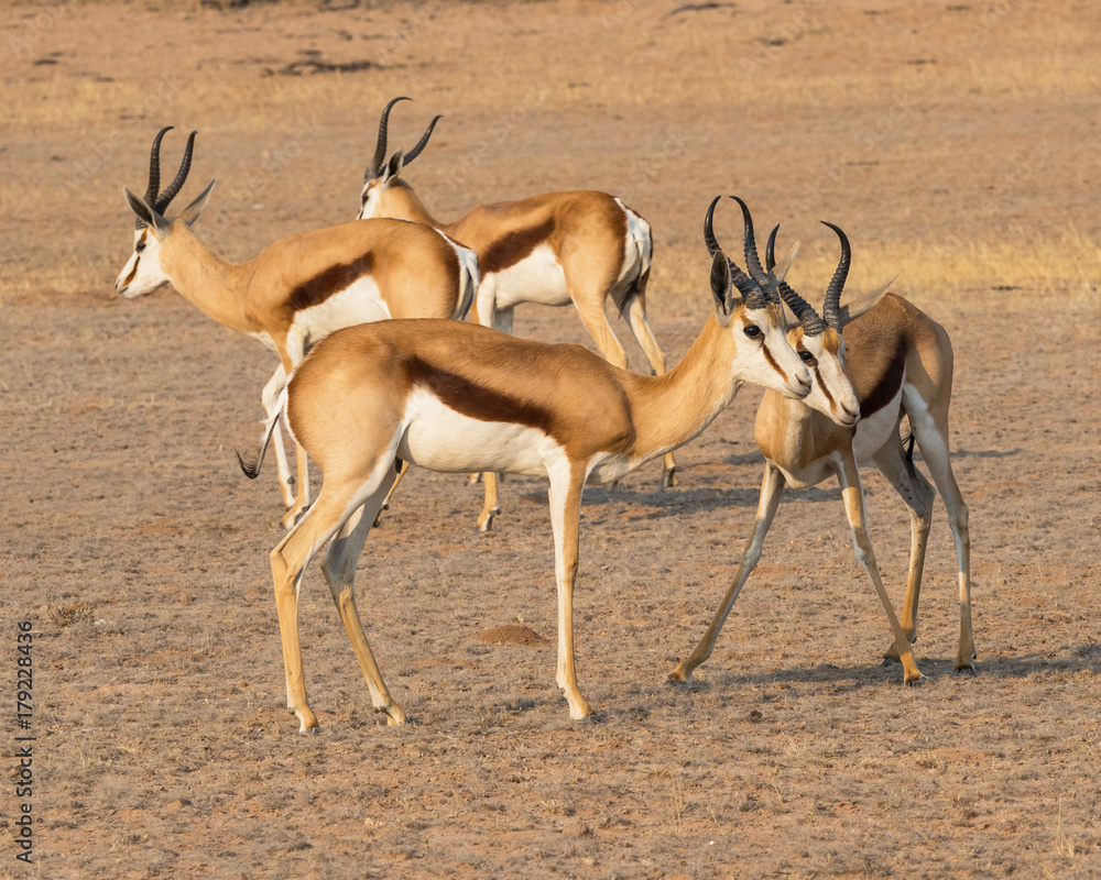 Springbok Springbok