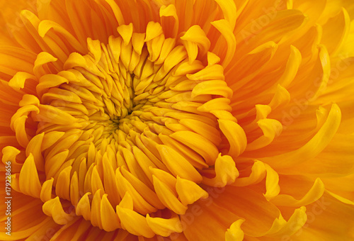 Yellow chrysanthemum flower head © Leonid Nyshko