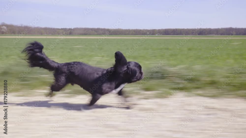 Small black dog run fast side tracking 4K Small black dog run fast side tracking 4K
