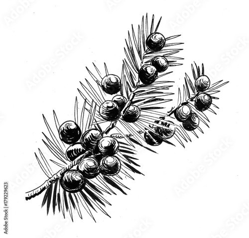Foto Juniper plant