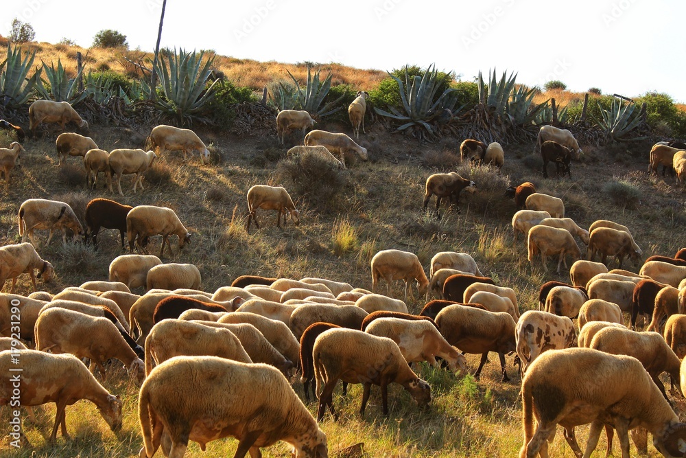 Flock of sheep grazing in the bush in southern Spain Flock of sheep grazing in the bush in southern Spain