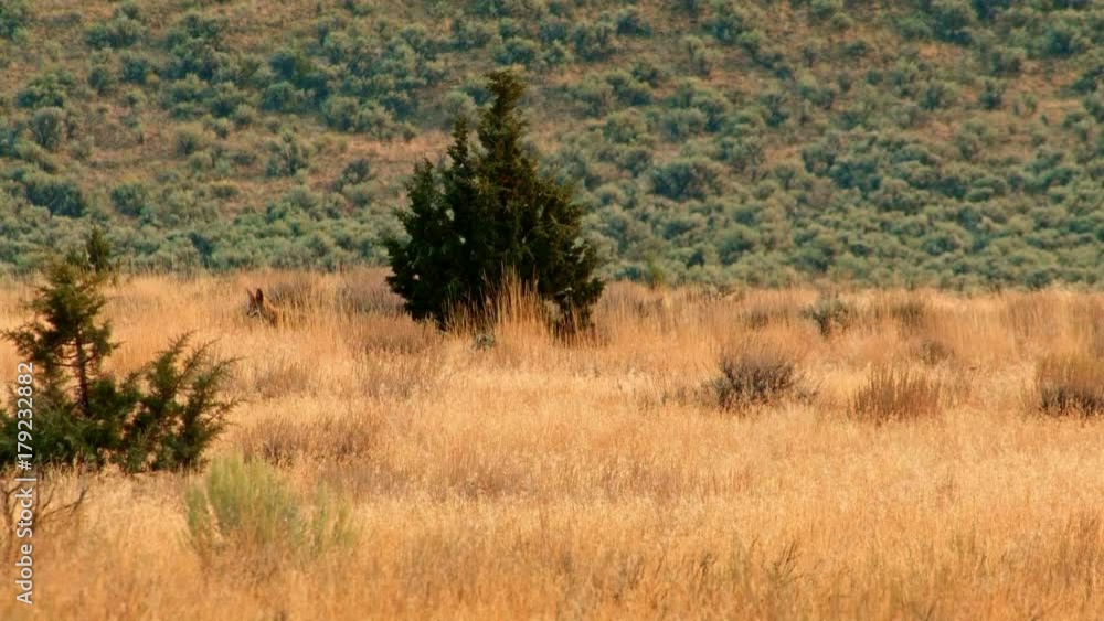 Hunting and stalking in desert 1 Coyote Steens Mountain Near malheur Wildlife Refuge 2 Hunting and stalking in desert 1 Coyote Steens Mountain Near malheur Wildlife Refuge 2