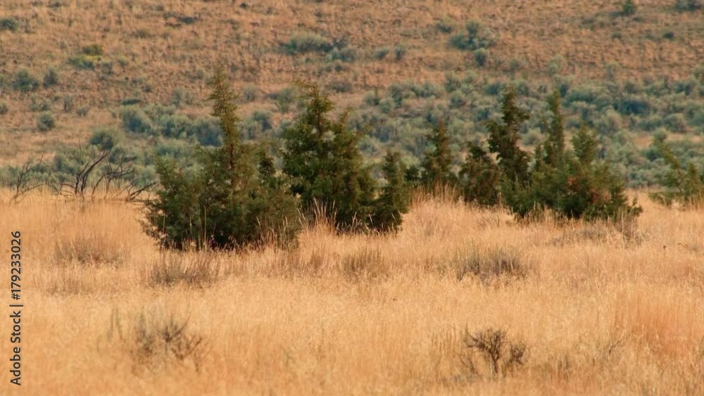 Hunting and stalking in desert 4 Coyote Steens Mountain Near malheur Wildlife Refuge 5 Hunting and stalking in desert 4 Coyote Steens Mountain Near malheur Wildlife Refuge 5