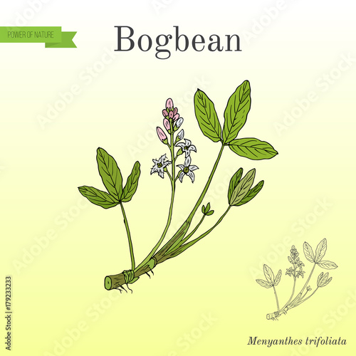 Bogbean or buckbean Menyanthes trifoliata , medicinal plant