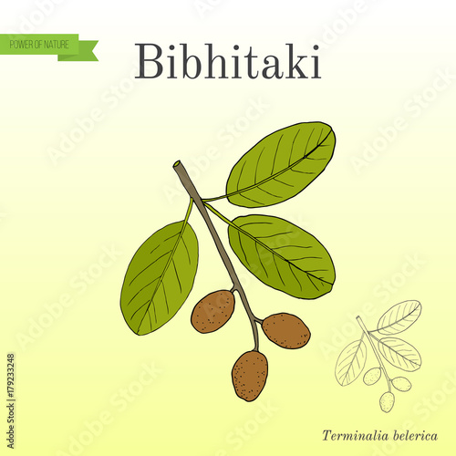 Bahera, or bibhitaki, beleric or bastard myrobalan Terminalia bellirica , medicinal plant