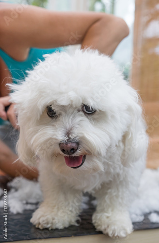 Cute white Bolognese dog is groomed. Vertically. 