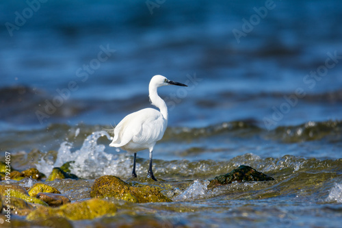 Insel, Mallorca, Spanien, Urlaub, Reisen, Erholung, Strand, Meer, Mittelmeer, Möwe, Tiere, Vögel, Natur, Erlebnis, Abenteuer © BerndVollmer