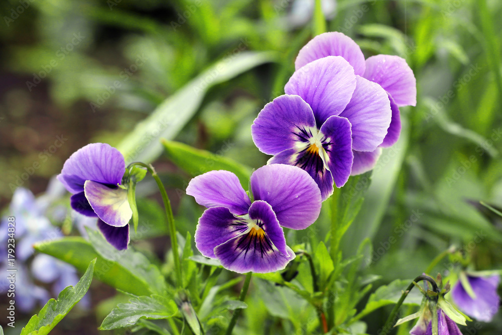 Obraz premium flower