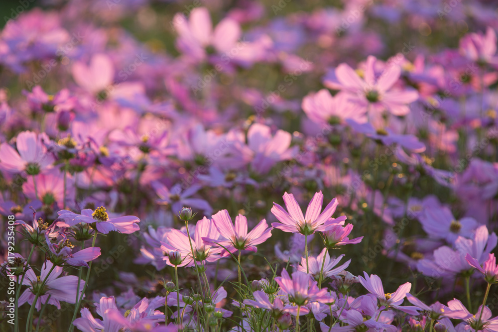 Obraz premium cosmos flower field