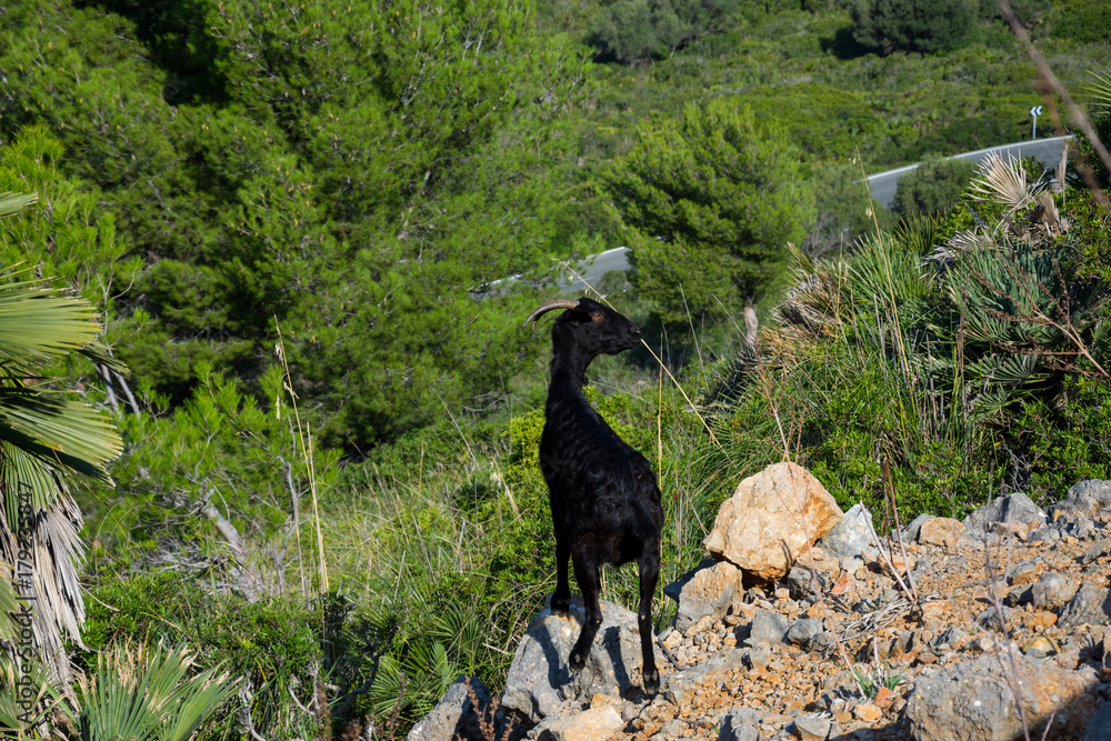 Fototapeta premium Schwarze Ziege auf einem felsigen Hang auf Mallorca