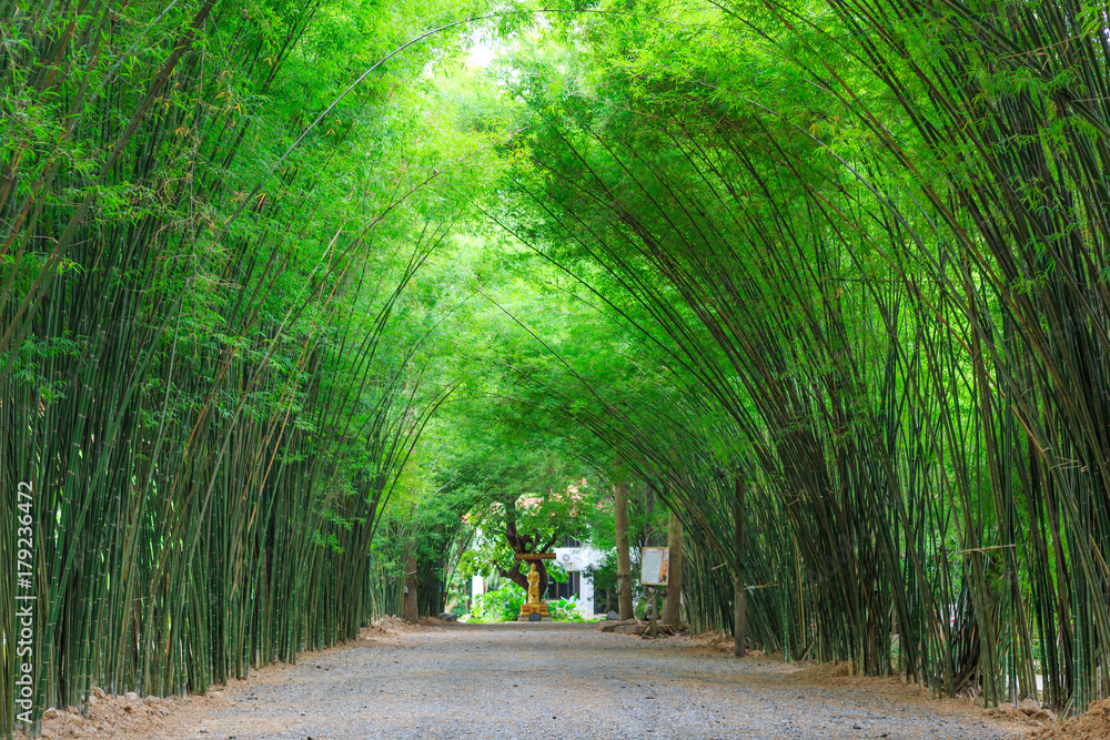 Arbor bamboo forest that occurs naturally in Chulabhorn wanaram Temple, The famous place at Nakhon Nayok province Arbor bamboo forest that occurs naturally in Chulabhorn wanaram Temple, The famous place at Nakhon Nayok province