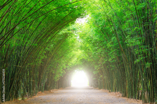 Bamboo forest tunnel