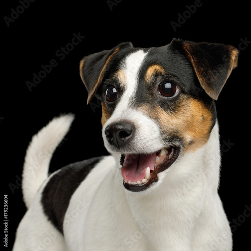 Portrait of Happy Jack Russell Terrier Dog isolated on Black background