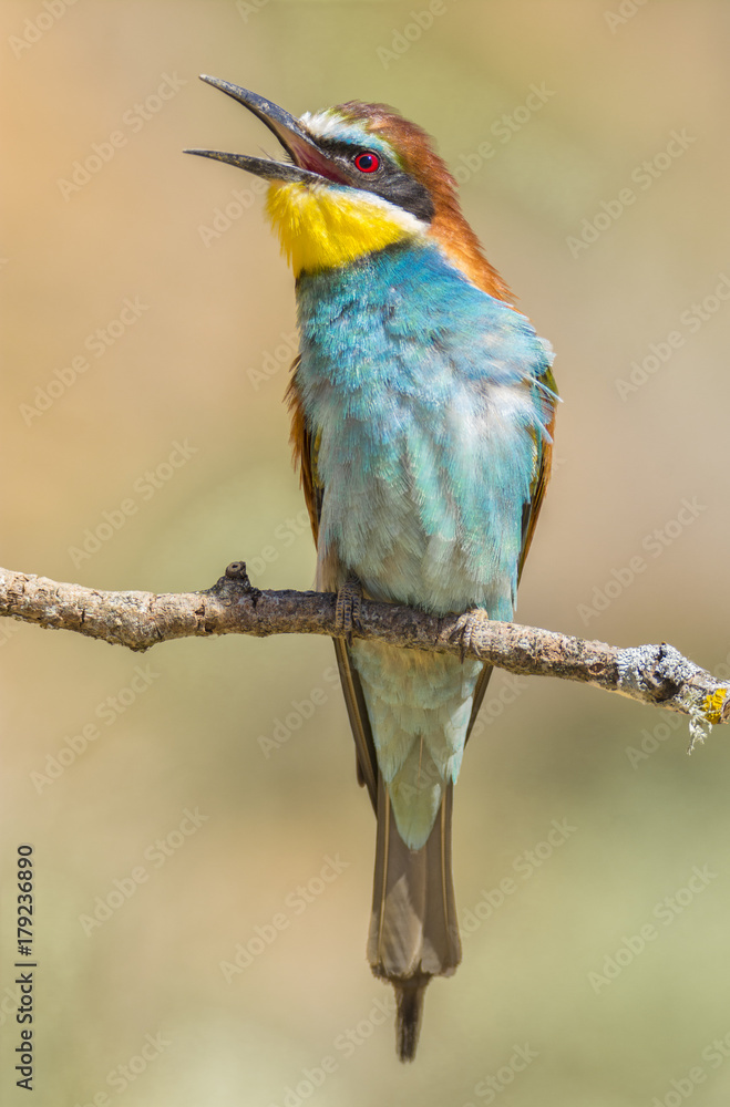 Merops apiaster,Ave mediterránea Merops apiaster,Ave mediterránea