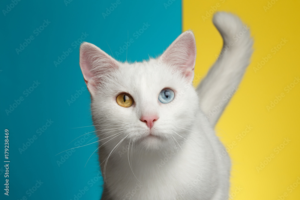 Portrait of Pure White Cat with odd eyes and tail on bright Blue and Yellow Background, front view Portrait of Pure White Cat with odd eyes and tail on bright Blue and Yellow Background, front view