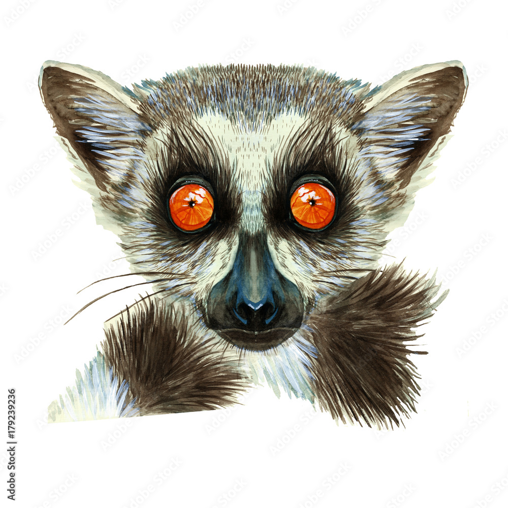 Watercolor drawing of mammal animal of lemur with large orange eyes with  hair and tail, portrait of lemur, on white background for decor, print and  decorations, postcards Stock Illustration | Adobe Stock