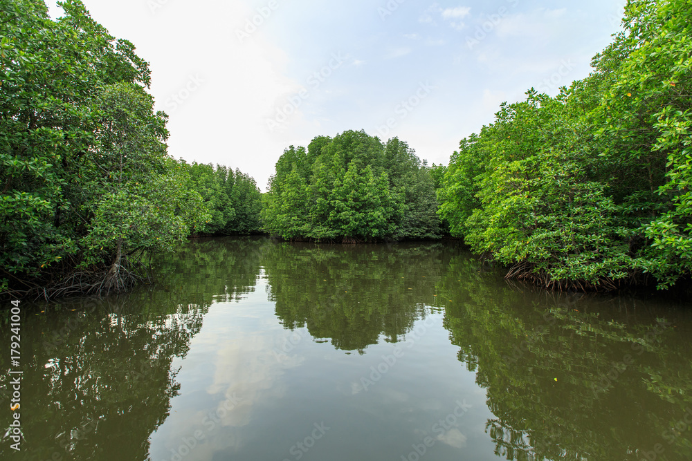 Bang Kayak is a largest mangrove forests in Asia, Krasaop natural park, Koh Kong, Cambodia Bang Kayak is a largest mangrove forests in Asia, Krasaop natural park, Koh Kong, Cambodia