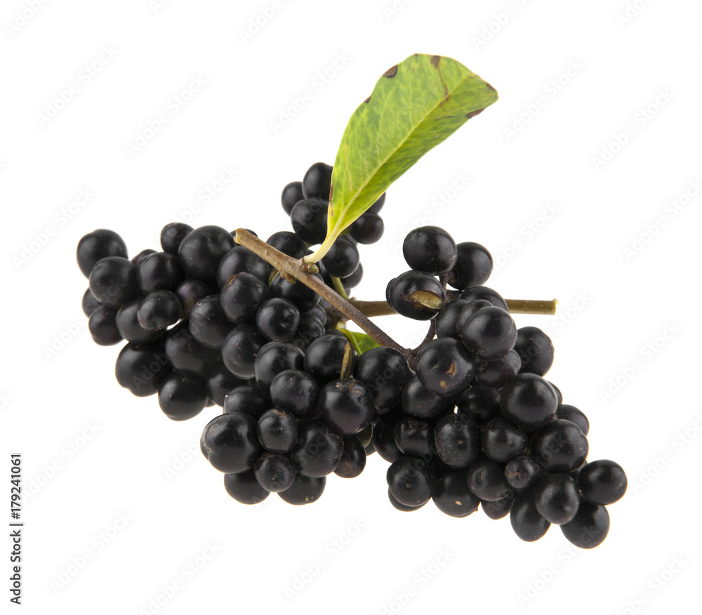inedible black berries isolated on white background closeup
