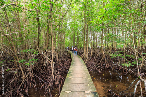 Bang Kayak is a largest mangrove forests in Asia, Krasaop natural park, Koh Kong, Cambodia photo