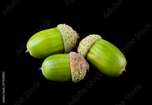 acorns isolated on a black background