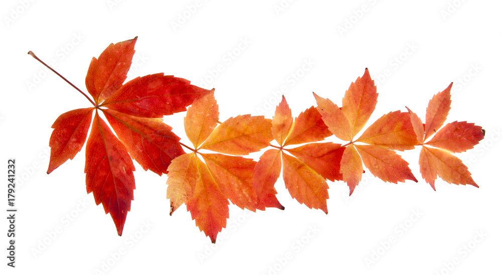 red grape leaves isolated on white background closeup red grape leaves isolated on white background closeup