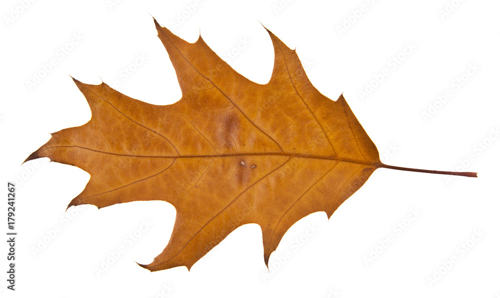 autumn one orange leaf isolated on white background autumn one orange leaf isolated on white background