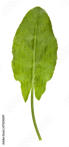 sorrel leaves isolated on white background closeup