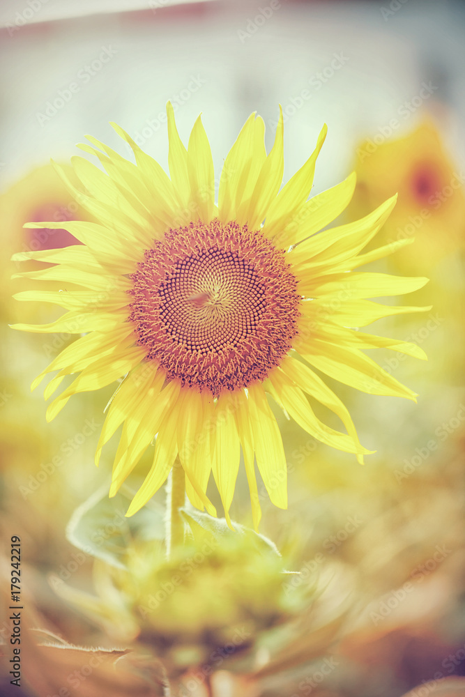 Obraz premium Sunflower