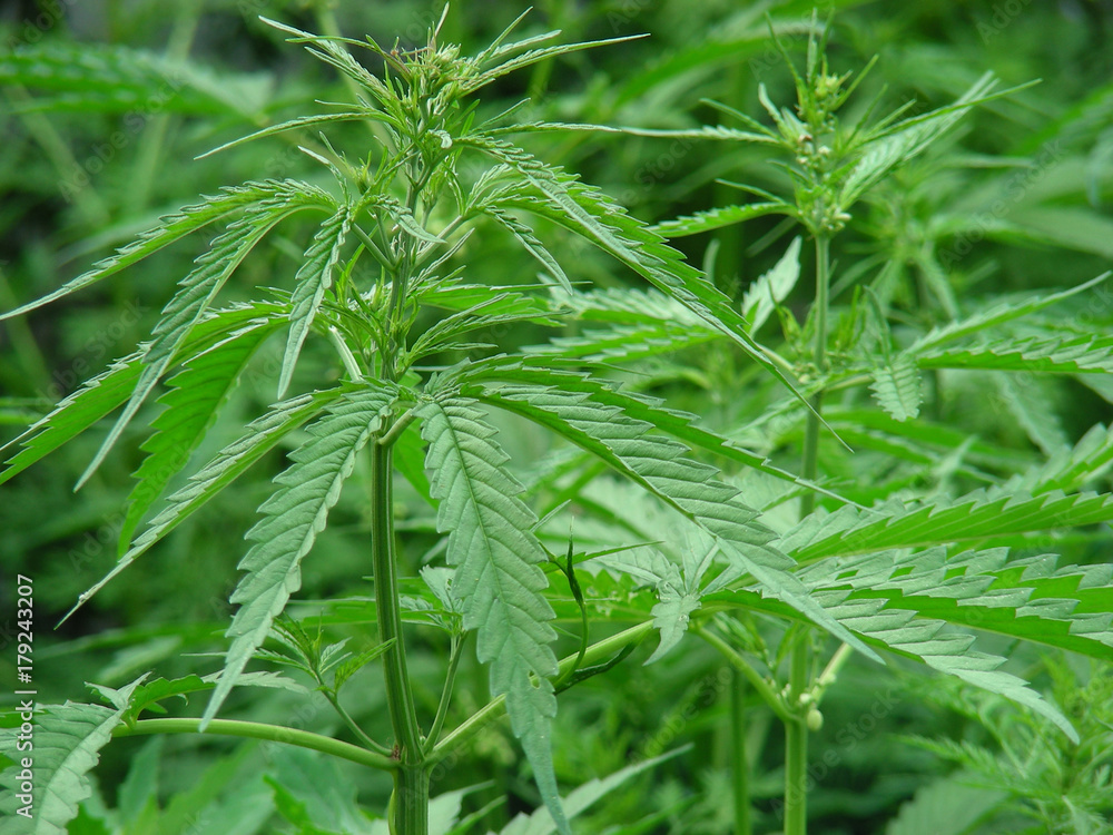 green marijuana green marijuana