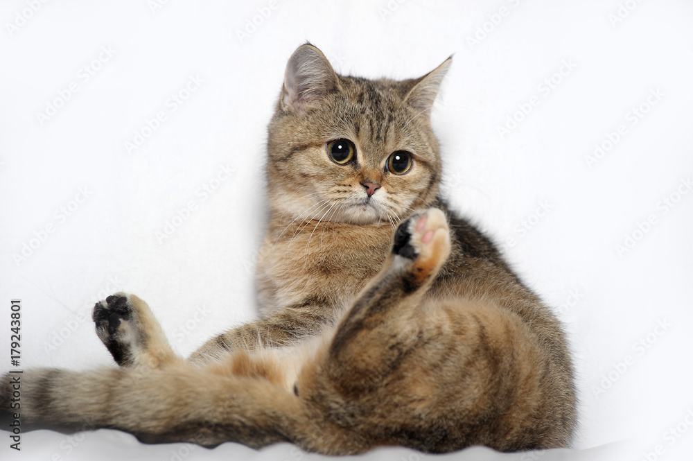 British tabby cat on a light background
