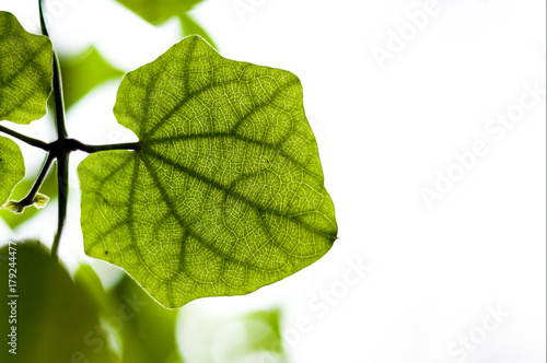 Young leaflet of Thunbergia grandiflora photo