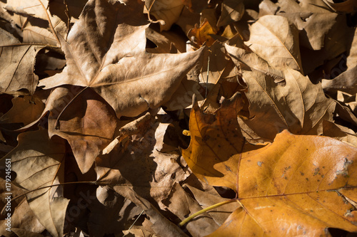 Colores de oto  o  hojas secas