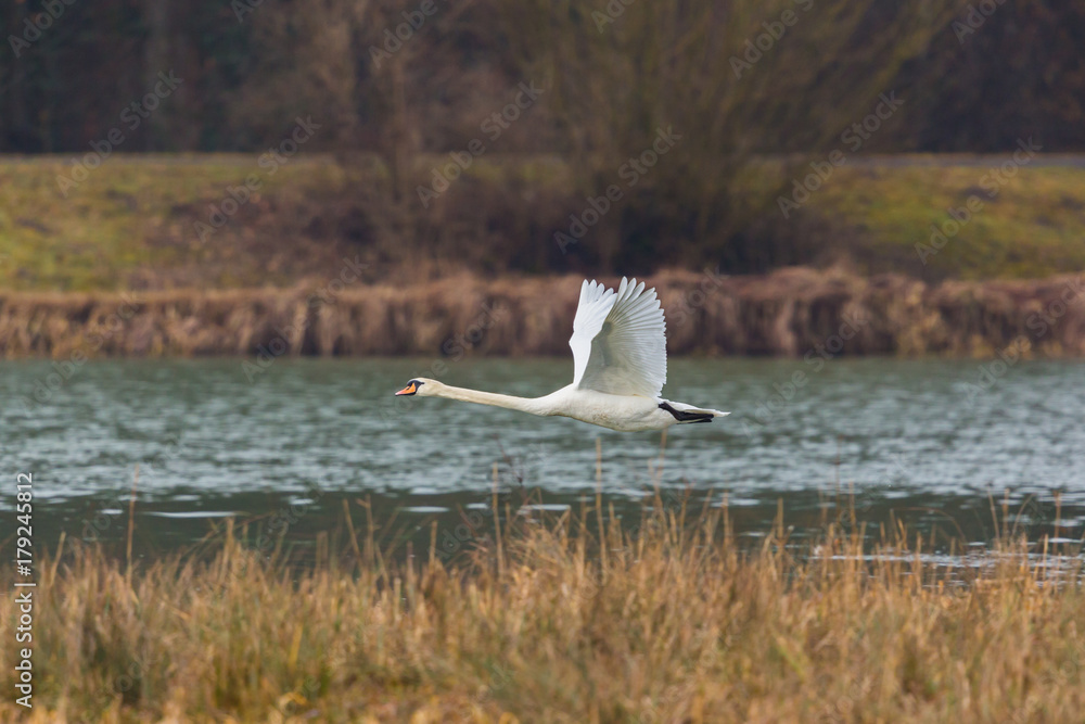 Obraz premium mute swan (cygnus olor) in flight, water, reed belt