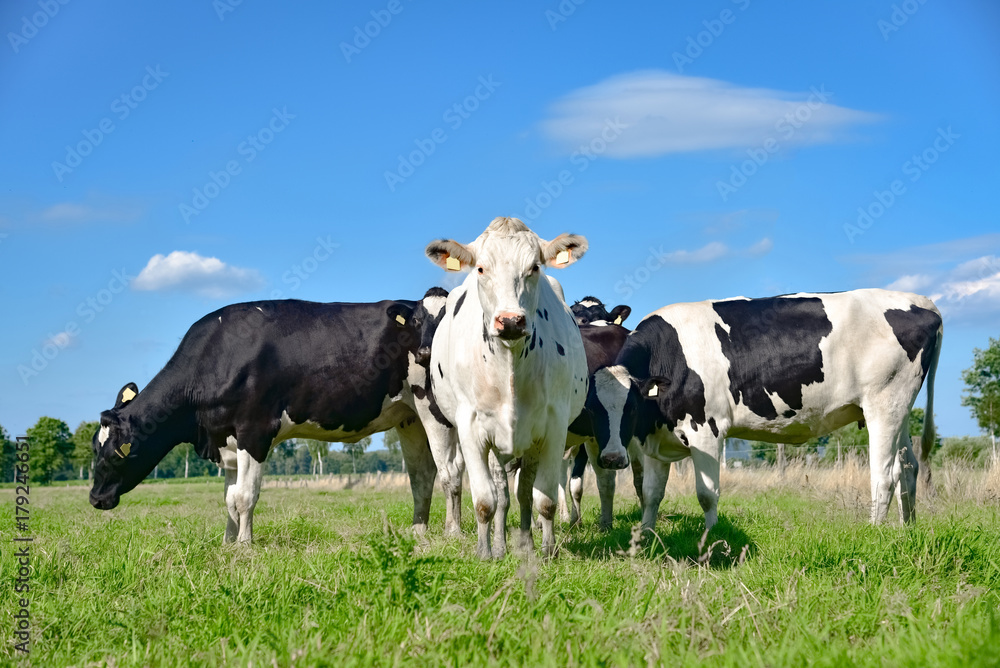 Kühe auf der Weide, kuriose Formation